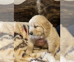 Small Photo #6 Golden Retriever Puppy For Sale in DICKINSON, TX, USA