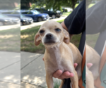 Small #2 Chihuahua Mix