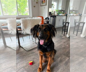Daisy Ann - Adopt Me! - Female German Shepherd Dog-Unknown Mix Dog for Adoption - Photo #27
