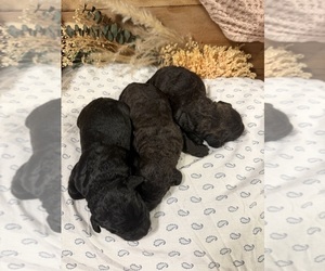 Labradoodle Puppy for sale in PEMBROKE, GA, USA