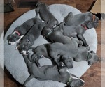 Small Photo #6 Great Dane Puppy For Sale in OGDEN, UT, USA