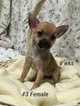 Small Photo #1 Chihuahua Puppy For Sale in PHILLIPSBURG, KS, USA