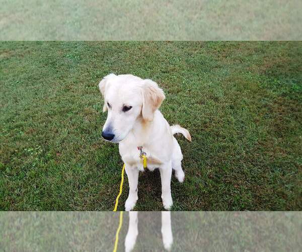 Medium Photo #1 Golden Retriever Puppy For Sale in LEON, KS, USA