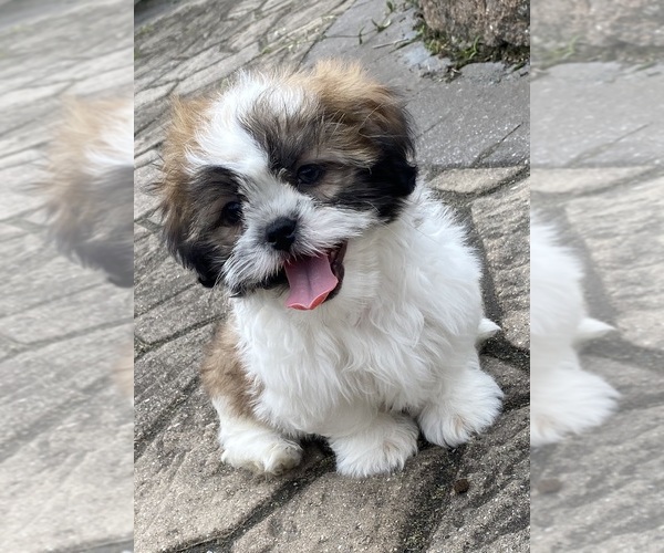 Medium Photo #8 Shih Tzu Puppy For Sale in CANOGA, NY, USA