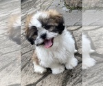 Small #7 Shih Tzu
