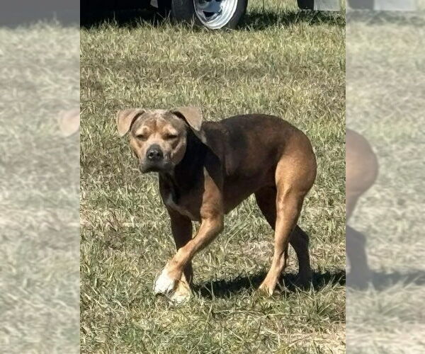Medium Photo #2 Boxer-Staffordshire Bull Terrier Mix Puppy For Sale in Bolivar, MO, USA