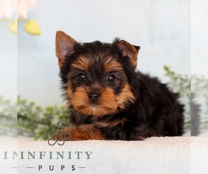 Yorkshire Terrier Puppy for sale in REINHOLDS, PA, USA