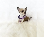 Small #5 Chihuahua