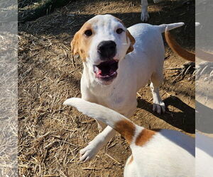 Linus - Male Coonhound-Great Pyrenees Mix Dog for Adoption - Photo #5