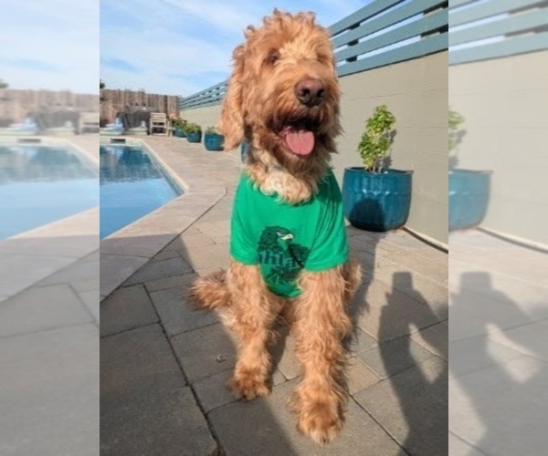 Medium Photo #3 Double Doodle Puppy For Sale in CHULA VISTA, CA, USA