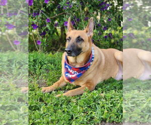 Aura - Female German Shepherd Dog Dog for Adoption - Photo #4