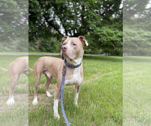 Medium Photo #3  Puppy For Sale in , 