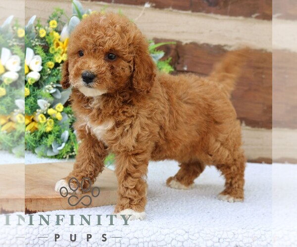 Medium Photo #3 Goldendoodle (Miniature) Puppy For Sale in NARVON, PA, USA
