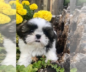 Shih Tzu Puppy for sale in CHICAGO, IL, USA