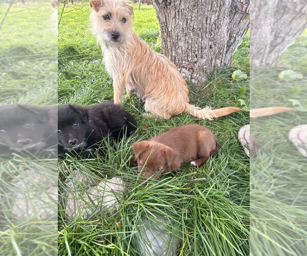 Medium Photo #3 Chihuahua-Unknown Mix Puppy For Sale in Salt Lake City, UT, USA