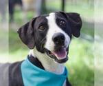 Small #1 Labrador Retriever Mix