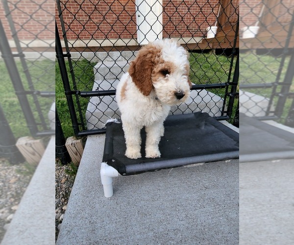 Medium Photo #25 Poodle (Standard) Puppy For Sale in MOORES HILL, IN, USA