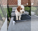 Small Photo #25 Poodle (Standard) Puppy For Sale in MOORES HILL, IN, USA