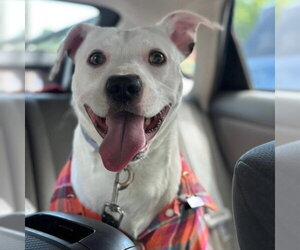 Mutt Dogs for adoption in Brooklyn Center, MN, USA