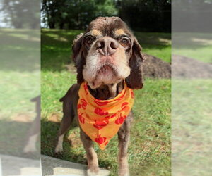 Chip - Male Cocker Spaniel Dog for Adoption - Photo #4