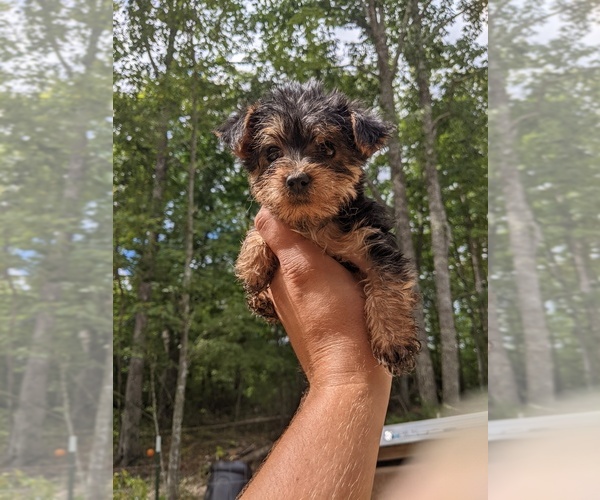 Medium Photo #5 Yorkshire Terrier Puppy For Sale in SPENCER, TN, USA