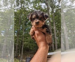 Small Photo #5 Yorkshire Terrier Puppy For Sale in SPENCER, TN, USA
