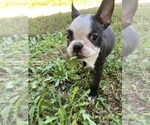 Small #9 Boston Terrier