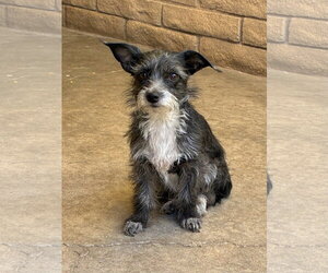 Mutt Dogs for adoption in Apple Valley, CA, USA