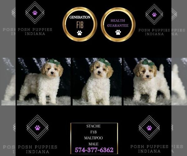 Medium Photo #6 Maltipoo (Miniature) Puppy For Sale in WARSAW, IN, USA