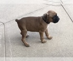 Small Photo #8 Boxer Puppy For Sale in APPLE CREEK, OH, USA