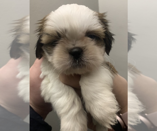 Medium Photo #1 Shih Tzu Puppy For Sale in EAST FREETOWN, MA, USA