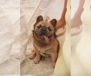French Bulldog Puppy for sale in HALLANDALE, FL, USA