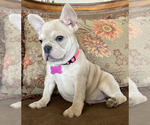 Small Photo #2 French Bulldog Puppy For Sale in LEHIGH ACRES, FL, USA