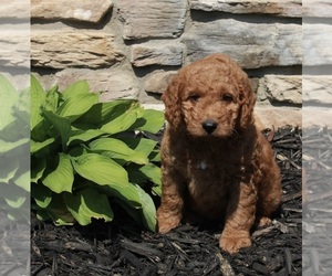 Goldendoodle (Miniature) Puppy for sale in FREDERICKSBURG, OH, USA
