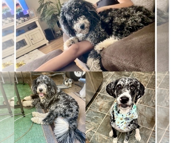 Medium Photo #1 F2 Aussiedoodle Puppy For Sale in FRESNO, CA, USA