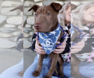 Archie - Male Labrador Retriever-Unknown Mix Dog for Adoption - Photo #15
