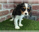 Small #14 Cavalier King Charles Spaniel