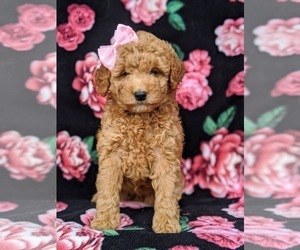 Goldendoodle Puppy for sale in OXFORD, PA, USA