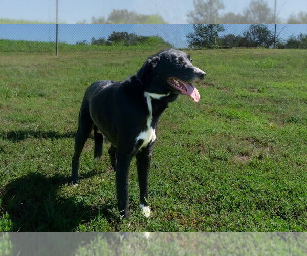 Medium Photo #2 Mutt Puppy For Sale in Abbeville, LA, USA