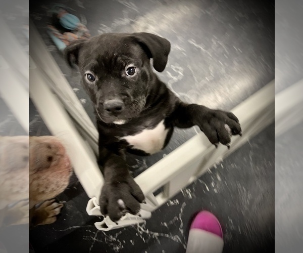 Medium Photo #10 American Bully Puppy For Sale in REESEVILLE, WI, USA