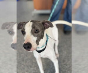 Unknown-Whippet Mix Dogs for adoption in Greenbelt, MD, USA