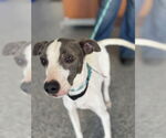 Small Whippet Mix