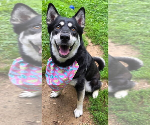 Medium Photo #2 Siberian Husky-Unknown Mix Puppy For Sale in Clarkston, MI, USA