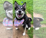 Small #1 Siberian Husky Mix