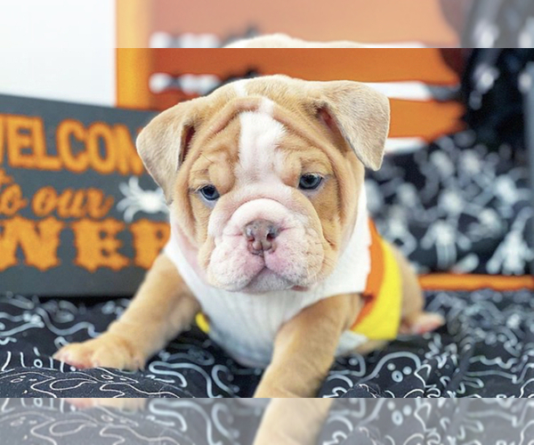 Medium Photo #5 English Bulldog Puppy For Sale in MURRIETA, CA, USA