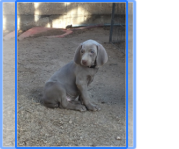 Medium Photo #1 Weimaraner Puppy For Sale in SCOTTSDALE, AZ, USA