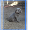 Small Photo #1 Weimaraner Puppy For Sale in SCOTTSDALE, AZ, USA