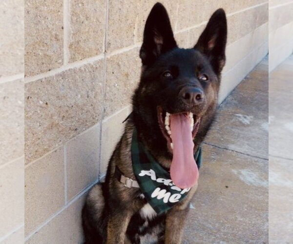 Medium Photo #16 Siberian Husky-Unknown Mix Puppy For Sale in Fargo, ND, USA