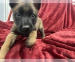 Small Photo #47 Belgian Malinois Puppy For Sale in REESEVILLE, WI, USA