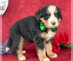 Bernese Mountain Dog-Labrador Retriever Mix Puppy for sale in LANCASTER, PA, USA